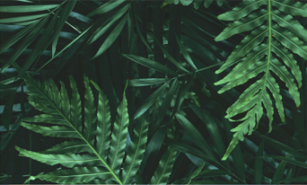 Sustentabilidade