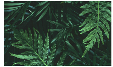Sustentabilidade